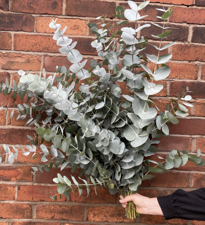Eucalyptus | Click & Collect Only - Designing & delivering expertly arranged bouquets, visit our shop in the heart of Parbold or order online/call to arrange deliveries to Parbold, Appley Bridge, Newburgh & more