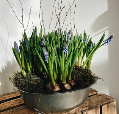 Spring Bulb Planter - Send something a little different this Mother's Day, opt for one of our Spring bulb planters and bring a little seasonal cheer to Mum's day. Same day local delivery available.